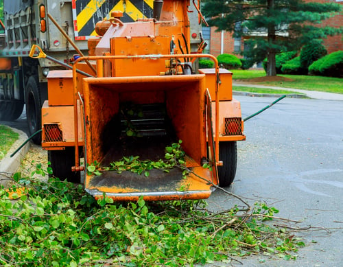 Tree Cutting & Removal