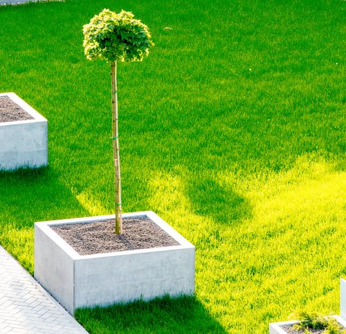 Tree & Plant Planting